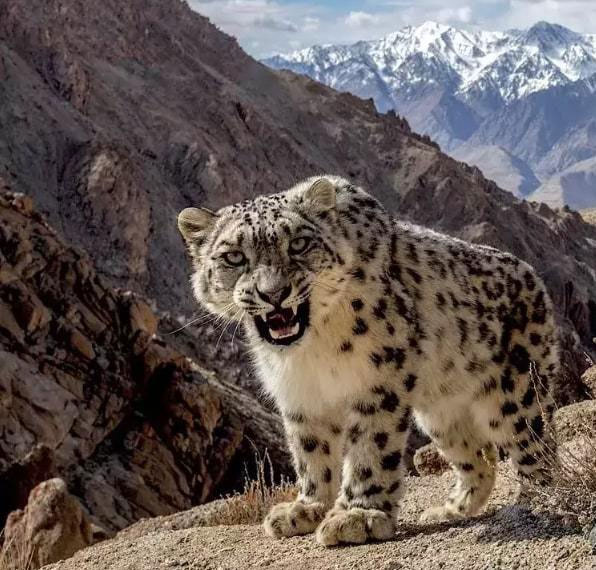 Snow Leopard