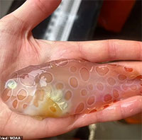 Tìm thấy "cá ốc sên" trong suốt cực hiếm nơi biển sâu