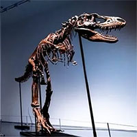 Lần đầu tiên đấu giá bộ xương hoàn chỉnh của khủng long Gorgosaurus