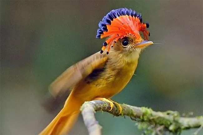 Chim bắt ruồi Hoàng gia Amazonian