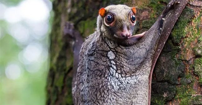 Top 10 loài động vật kỳ lạ hiện còn sinh sống trên Trái đất