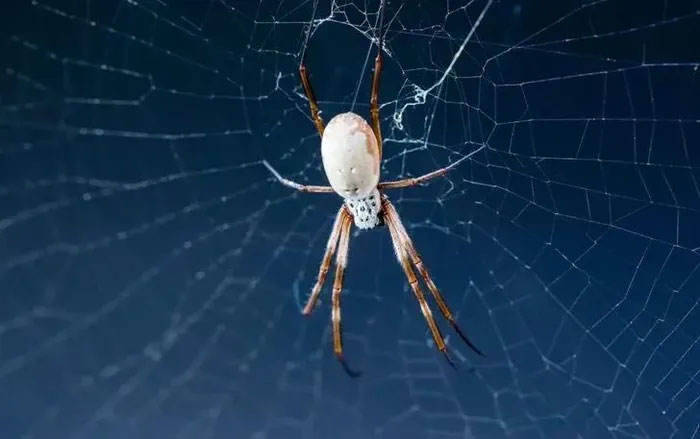 Một con nhện có thể tạo ra tới 7 loại tơ nhện tự nhiên khác nhau