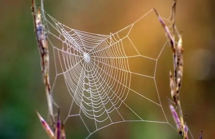 Tơ nhện và các ứng dụng của nó trong khoa học và đời sống