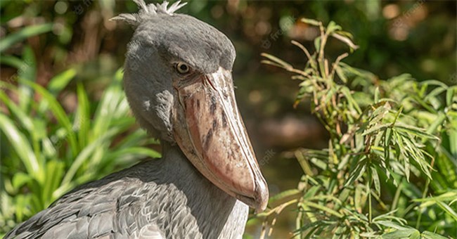 Loài chim kì lạ có cái mỏ như chiếc giày sắp tuyệt chủng, con người sốt sắng lo bảo tồn