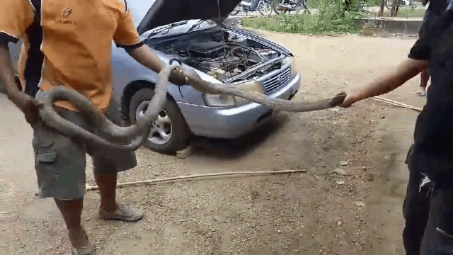 Con rắn hổ mang bị bắt dài khoảng 5m.