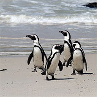 Giới khoa học ngỡ ngàng vì chim cánh cụt biết "nhái" giọng