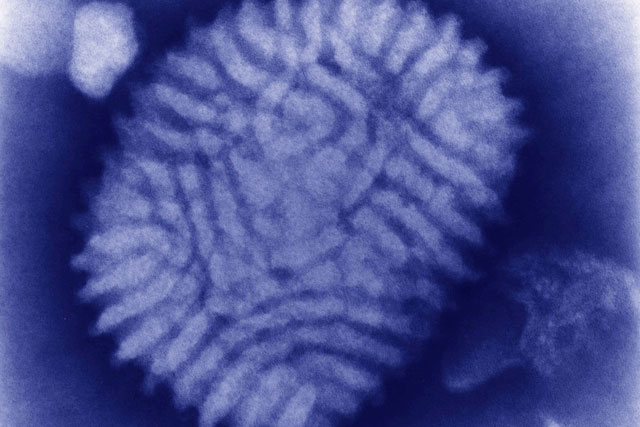Cuộc truy diệt thỏ lớn nhất lịch sử nhân loại: Khi virus không còn tiến hóa theo lối mòn