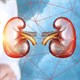 Bệnh nang thận: Nguyên nhân, triệu chứng và cách điều trị