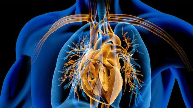 Hình minh họa mặt cắt trái tim người.