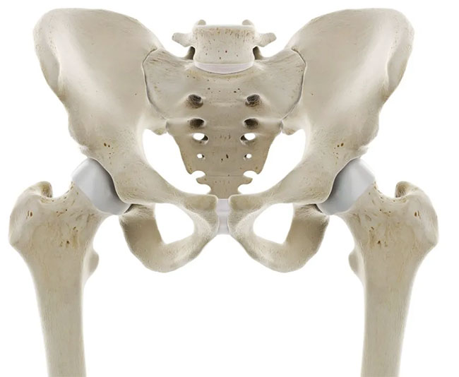 Nữ giới thường có xương chậu lớn hơn so với nam giới. 