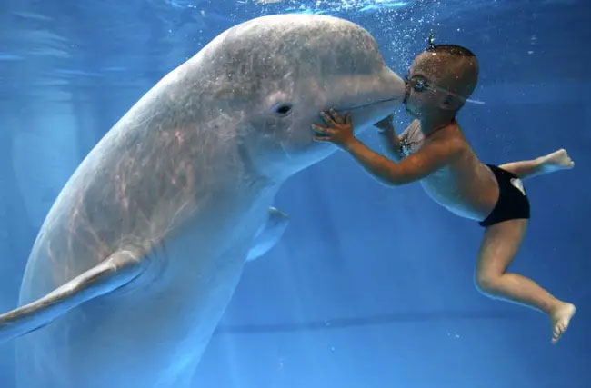 Cá voi Beluga rất thân thiện và yêu mến con người, dù là loài ăn thịt.