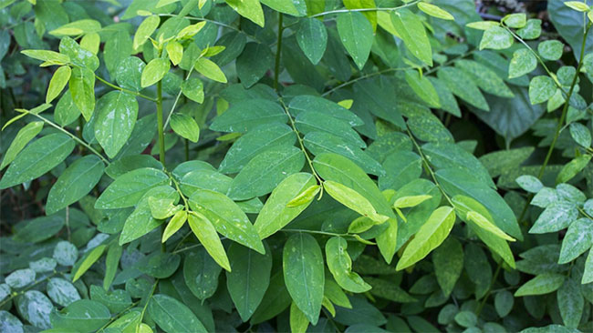 Rau ngót - Loại rau giúp đàn ông tăng cường sinh lý