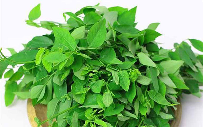 Rau ngót - Loại rau giúp đàn ông tăng cường sinh lý
