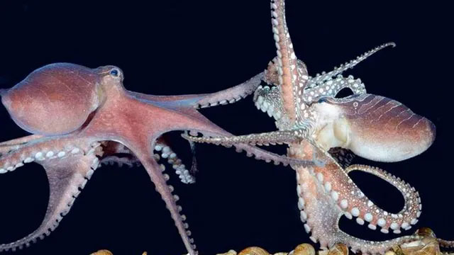 Tại sao bạch tuộc ăn thịt bạn tình rồi tự sát?