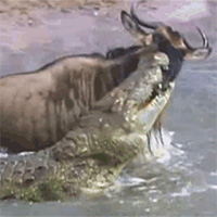 Bị cá sấu cắn vào mặt, linh dương đầu bò vẫn thoát chết khó tin