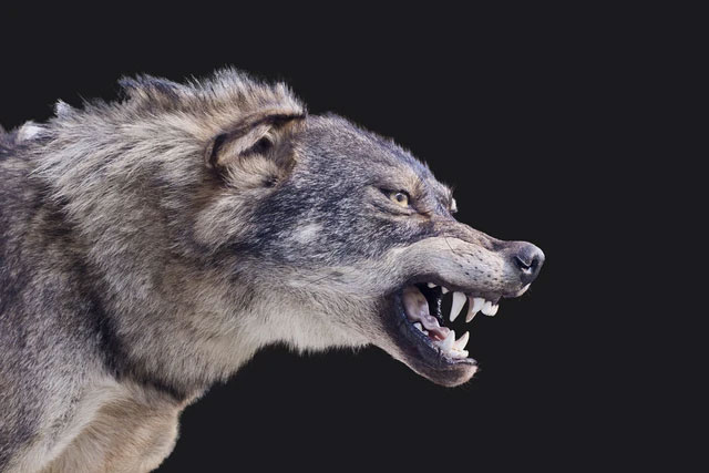 Quá trình con người thuần hóa chó sói bắt đầu từ hàng nghìn năm trước