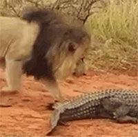 Bị sư tử tấn công, cá sấu bình tĩnh dùng "chiêu độc" ứng phó