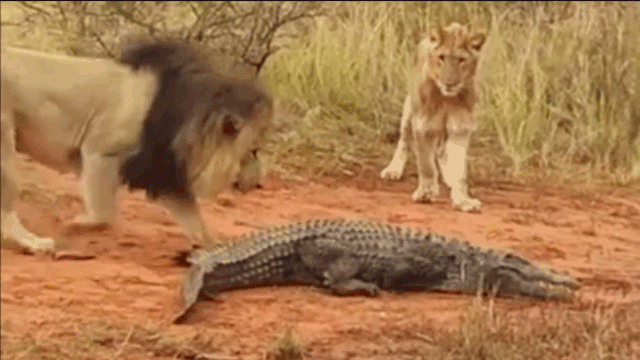 Sư tử đã nhảy được lên lưng cá sấu và cố gắng khống chế con mồi 