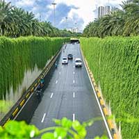 Con đường "bức tường xanh" đẹp như trên phim ở Hà Nội