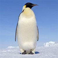 Tìm ra nguyên nhân khiến chim cánh cụt "ngừng" tiến hóa