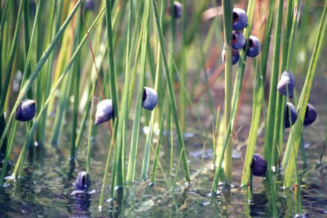 Một loài nuôi nấm khác là ốc Marsh Periwinkles (Littoraria irrorata).