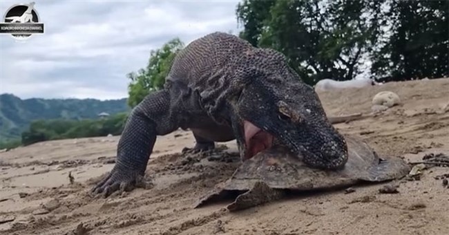 Rồng Komodo nghiền nát mai rùa bằng lực cắn khủng khiếp