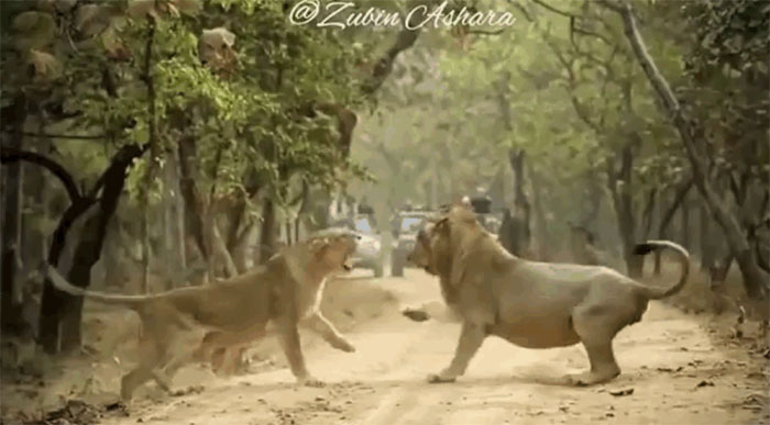 Con sư tử cái tỏ ra vô cùng hung hăng, liên tục gầm gào rồi tát liên tiếp vào mặt đối phương.