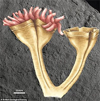 Phát hiện hóa thạch động vật ăn thịt đầu tiên trên Trái đất 560 triệu năm tuổi