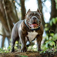 Từng mệnh danh là "chó bảo mẫu", vì sao chó pitbull ngày càng hung bạo?