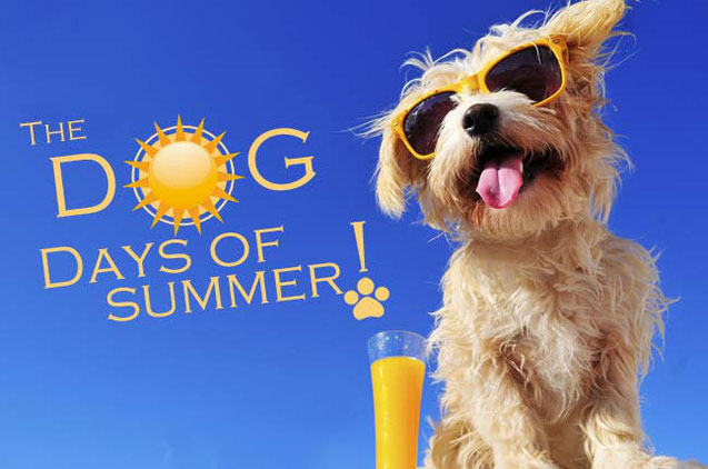 Chú chó đang tận hưởng "Dog days of Summer"