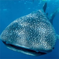 Cá mập voi - Loài ăn tạp lớn nhất thế giới