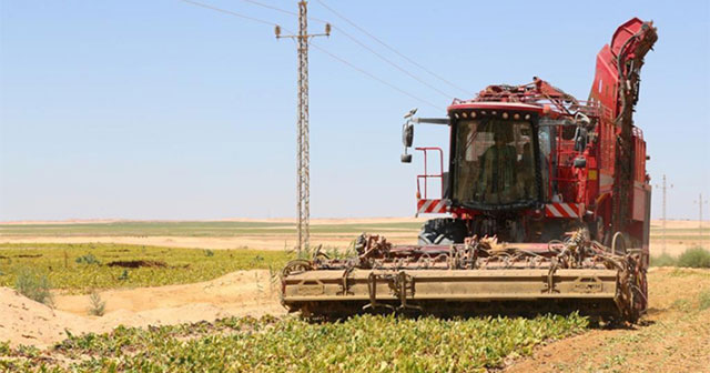Công nghệ mới giúp Ai Cập trồng củ cải đường trên sa mạc