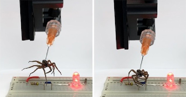 Các nhà khoa học biến xác nhện thành "robot thây ma"