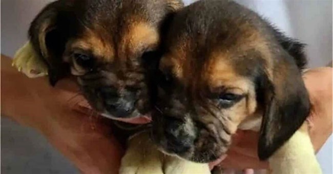 Lần đầu tiên chó ra đời nhờ phương pháp biến đổi gene kết hợp với nhân bản