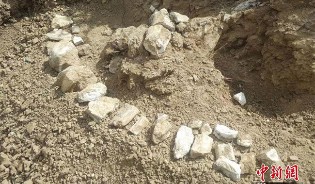 Phát hiện hóa thạch hệ động vật Hipparion 8 triệu năm tuổi ở Tân Cương