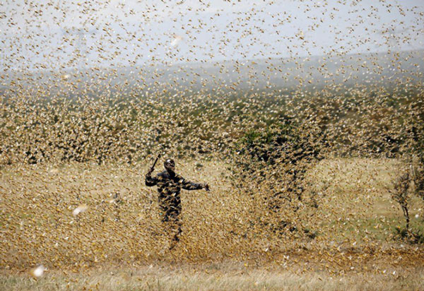  Một người đàn ông cố gắng xua đuổi đàn châu chấu sa mạc tại một trang trại gần thị trấn Nanyuki ở Laikipia, Kenya