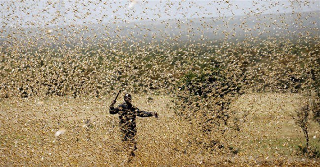 Những bầy đàn lớn nhất trong thế giới động vật