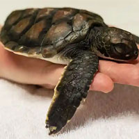 Chú rùa con mới được giải cứu tại Sydney mất 6 ngày mới ị hết số nhựa đã ăn phải