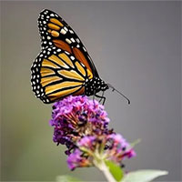 Bướm vua - Loài bướm nổi tiếng Bắc Mỹ nguy cơ sắp tuyệt chủng