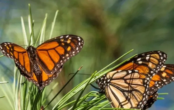 Bướm vua – Loài bướm nổi tiếng Bắc Mỹ nguy cơ sắp tuyệt chủng