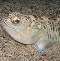 Loài cá nhỏ mà có võ, sở hữu nọc độc bậc nhất vùng biển ở Anh