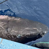 Cá mập Greenland gây bất ngờ khi xuất hiện ở biển Caribbean