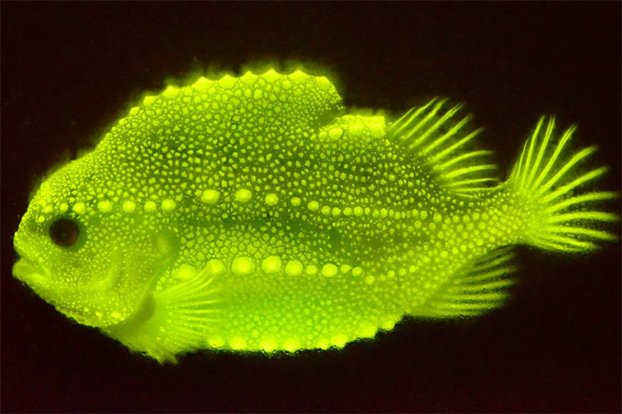 Breakthrough discoveries about lumpfish