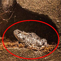 Tìm thấy ếch 2 triệu tuổi vẫn sống trong mỏ dầu: "Chìa khóa" trường sinh của loài người?