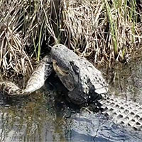 Cá sấu tha xác trăn Miến Điện trên kênh đào