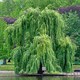 Vì sao mộ tặc hễ nhìn thấy cây liễu liền quay đầu bỏ đi?