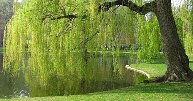 Vì sao mộ tặc hễ nhìn thấy cây liễu liền quay đầu bỏ đi?