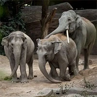 Virus nguy hiểm khiến nhiều voi chết bất thường ở sở thú Thụy Sĩ