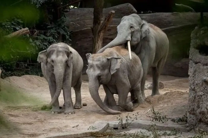 Virus nguy hiểm khiến nhiều voi chết bất thường ở sở thú Thụy Sĩ