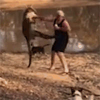 Bảo vệ chó cưng, người đàn ông bị kangaroo "tung cước" hạ gục